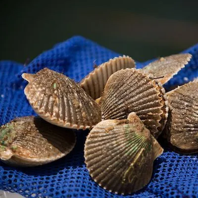 thumbnail for publication: Assessment of the Economic Impact Associated with the Recreational Scallop Season in Hernando County, Florida